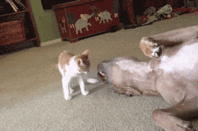 Котенок нападает на пса
