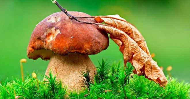 Сонник - грибы и что означают грибы во сне?
