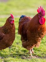 Породы куриц – мясные, яичные, мясо-яичные, бойцовские, декоративные и другие