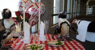 Пара пингвинов отметила день Св. Валентина в ресторане! 