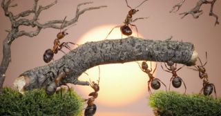 10 фактов, которые доказывают, что муравьи похожи на людей!