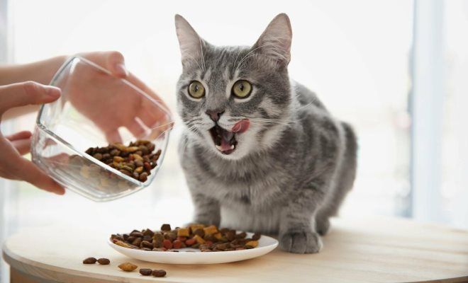 чем кормить кота после кастрации