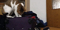 Кот копается в чемодане