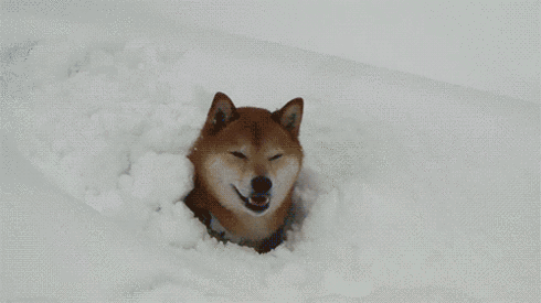 Собака веселится в снегу