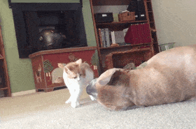 Котенок и пес борются