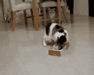Кот пытается залезть в коробку с салфетками