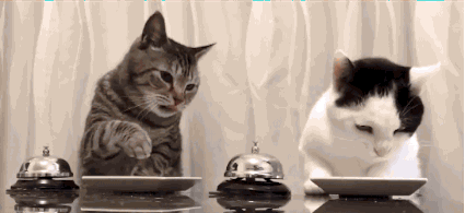 Коты звонят в звонок, чтобы им дали еды