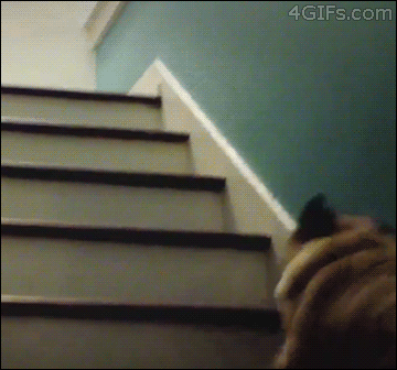 Мопс прыгает по ступенькам