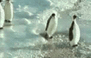 Один пингвин дает подзатыльник другому