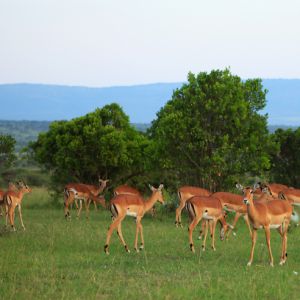 Национальный парк Остров Ндере
