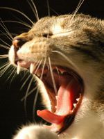 Язвенный стоматит у кошек - лечение