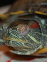 Красноухая черепаха не открывает глаза