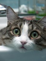 Как помыть кошку, если она боится воды?
