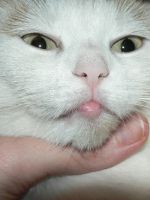 У кота опухла нижняя губа