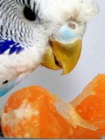 Чем кормить волнистых попугаев, кроме корма?