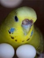 Волнистые попугаи – размножение в домашних условиях
