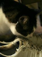 Как вывести запах кошачьей мочи из обуви?