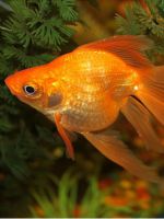 Золотые аквариумные рыбки – виды
