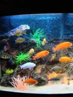 Как менять воду в аквариуме с рыбками?