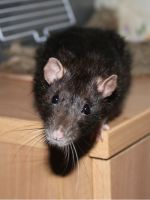 Как избавиться от крыс в частном доме?