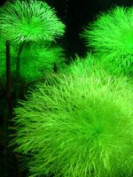 Аквариумные водоросли 