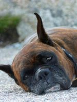 Глисты у собаки - симптомы и лечение