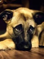 Энцефалитный клещ у собак - симптомы