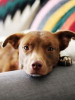 Власоеды у собак - лечение