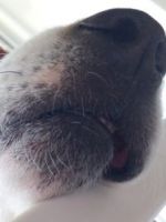 Какой нос должен быть у собаки?