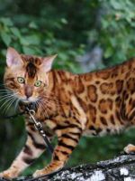 Бенгальская порода кошек - домашняя копия леопарда
