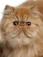 Персидская кошка - особенности породы и правила ухода