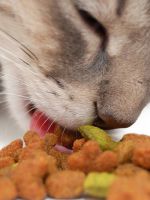 Сухой корм для стерилизованных кошек - как выбрать лучший?