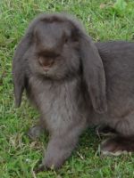 Кролики породы баран - разновидности и особенности содержания