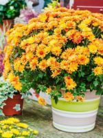 Комнатная хризантема - полезные советы по уходу