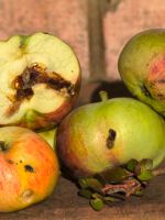 Яблоневая плодожорка - лучшие методы борьбы с вредителем