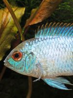 Голубая акара - рекомендации по уходу за неприхотливой рыбкой