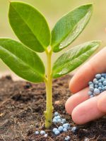 Комплексные удобрения - залог богатого урожая