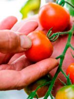 Как вырастить помидоры в теплице - практические советы садоводам