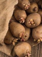 Выращивание картофеля - важные правила и популярные методы