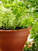 Как вырастить петрушку на подоконнике - практические советы для мини-огорода
