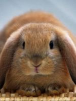 Декоративный кролик в домашних условиях, как правильно содержать и ухаживать?