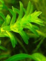 Аквариумное растение элодея - советы по выращиванию