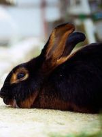 Кролики породы рекс - важные рекомендации по содержанию