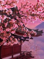 Японская вишня сакура - как ухаживать?