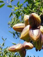 Пепино - выращивание экзотического фрукта на садовом участке