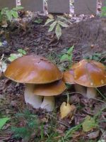 Как вырастить грибы на даче - лучшие проверенные способы
