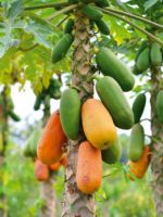 Фрукт папайя - секреты выращивания в домашних условиях