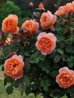Подкормка роз - советы цветоводам