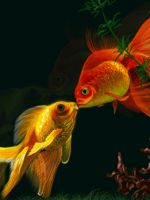 Разведение золотых рыбок в домашних условиях - полезные рекомендации аквариумистам