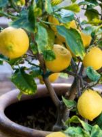 Как вырастить лимон - все, что нужно знать о лимонном дереве
